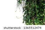 Split Leaf Philodendron...