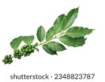Small photo of Coffee tree branch with green leaves and unripe coffee fruits or coffee cherries isolated on white background with clipping path.