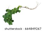 Small photo of Heart shaped green leaves of Obscure morning glory (Ipomoea obscura) climbing vine plant isolated on white background, clipping path included.