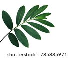Green leaves of red ginger (Alpinia purpurata), tropical forest plant isolated on white background, clipping path included.