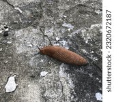 Small photo of Macro photo snail. Stock photo nature snail Slug