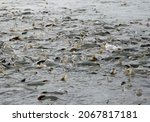 Small photo of thousands of salmon spawning in august in the solomon gulch fish hatchery near valdez in southeastern alaska