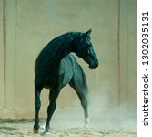 Small photo of Black horse in the indoors manege