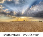 sun rays breaking through the clouds over wheat field