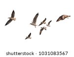 Flock of birds flying isolated...
