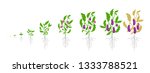 growth stages of eggplant plant.... | Shutterstock .eps vector #1333788521