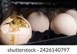 Small photo of The explode eggs on the tray trolley.The egg explodes in the tray because of bacteria or fungi that enter the eggshell. Eggs explode because they are exposed to bacteria.