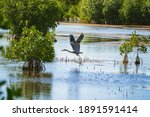 Blue Heron from Big Cypress National Reserve in the Everglades