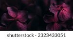 Closeup of purple hyrangea...