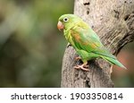 Orange-chinned Parakeet is sitting on a tree.