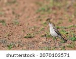 Rufous Naped Ground Tyrant Is...