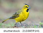 Beautiful Yellow Cardinal With...