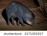 White Lipped Peccary Is Eating...