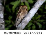 Small photo of A rufous morph Tropical Screech Owl is perched in a tree at Pouso Alegre Lodge, Northern Pantanal, Mato Grosso State, Brazil