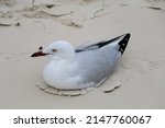White Seagull Sitting On Sand