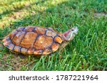 Red Eared Turtle On Green Grass ...