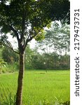 Small photo of trees in the selokan riverside or pertanian di pinggir saluran irigasi selokan mataram