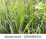 Small photo of Either the rice plant is full of weeds, gulma rumput penganggu tanaman padi di sawah, disebabkan tanah yang kurang air atau kering, tanaman padi kalah dari rumput, bahkan tanaman padi bisa mati gagal