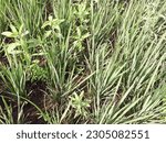 Small photo of Either the rice plant is full of weeds, gulma rumput penganggu tanaman padi di sawah, disebabkan tanah yang kurang air atau kering, tanaman padi kalah dari rumput, bahkan tanaman padi bisa mati gagal