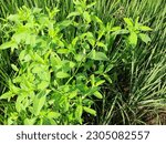 Small photo of Either the rice plant is full of weeds, gulma rumput penganggu tanaman padi di sawah, disebabkan tanah yang kurang air atau kering, tanaman padi kalah dari rumput, bahkan tanaman padi bisa mati gagal