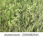 Small photo of Either the rice plant is full of weeds, gulma rumput penganggu tanaman padi di sawah, disebabkan tanah yang kurang air atau kering, tanaman padi kalah dari rumput, bahkan tanaman padi bisa mati gagal