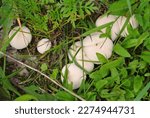 White Common Puffball Mushrooms ...