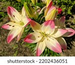 Small photo of Bright marlene lily flowers grow in a flower bed on a sunny summer day. Close-up.