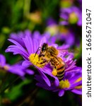 Honey Bee On A Purple Flower