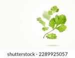 Flying Fresh Coriander leaves on light green background. Falling set of cilantro leaf. Organic green spices. Floating in the air food Creative concept. Spicy and fragrant herbs. Copy space.