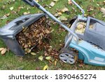 An open lawn mower container filled with clipped grass and leaves. A modern electric lawn mower on an unmown lawn with fallen leaves. Autumn work in the garden.