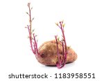Side Of Sweet Potato Sprout...