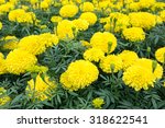 Yellow Marigolds Flower ...