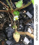 Small photo of The young strawberry is a small and unassuming fruit, its skin a pale green color rather than the deep red hue that it will eventually turn. With another fruit that is still in the form of flowers