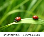 Two seven spotted ladybugs on a ...