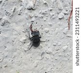 Small photo of Deer beetle with an antler torn off. Injury and mutilation of an insect