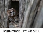 Small photo of Tawny Owl (Strix aluco) European nocturnal brown night owl famous for it's Twit Twoo calling looking out of a barn window in the Yorkshire countryside