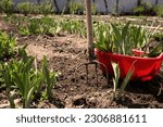 Small photo of Flower garden on a sunny day. garden bed with irises. The earth is dug up. on the right is a red plastic container. It contains dug up iris seedlings. pitchfork stuck in the ground.
