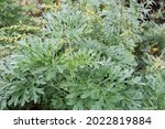 Small photo of Artemisia absinthium. Grand wormwood or absinth sageworth or absinthium flowering plant.
