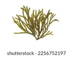 Small photo of Velvet horn or spongeweed seaweed isolated on white. Codium tomentosum green alga branch