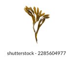 Bladder wrack, fucus vesiculosus, black tang, rockweed, sea grapes, bladder fucus, sea oak, cut weed, dyers fucus, red fucus 
or rock wrack brown seaweed isolated on white
