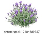 Spanish lavender or lavandula stoechas plant isolated on white. French or topped lavender flowering bush. Spring purple flower spikes and silvery leaves.