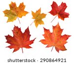 Set of five red and yellow maple leaves isolated on white