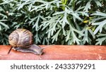 Small photo of A snail, a terrestrial organism, is slowly crawling on a brick wall next to a bush. The groundcover and twigs provide a habitat for both plants and terrestrial animals like snails