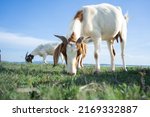 Small photo of Cute goat on green summer meadow.Baby goats are grazing in the vast green pastures with fresh summer skies.good breed of milk goat is walking in the nature for food.Organic goat milks rich nutritions.