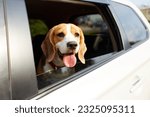 Small photo of The dog travels by car. Cute dog beagle looks out of the car window and looks at the road.