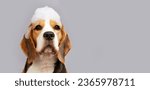 Small photo of A beagle dog with soap foam on its head while bathing on a grey isolated background. The concept of grooming and pet care. Banner. Copy space.