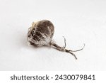 Small photo of Rotten radish. Wasted moldy vegetable on a gray background. Refusal to eat, irrational consumption.