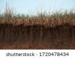 Small photo of Grass earth and roots. Green grass with earth crosscut. Cross section of the earth with roots and layers of dirt on a summer day. Cross-section of the ground.
