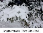 Sprig of christmas tree covered hoarfrost and in snow on a white background with space for text