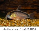 Small photo of Aquarium catfish.Corydoras arcuatus has a couple of common names - arched cory or skunk cory and both allude to the black stripe that arches over the fish’s back from its nose to its tail.